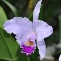 Orchideen Ausstellung in der Orangerie Elfenau 022.jpg